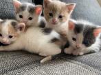 Supermooie, aanhankelijke kittens ( grijs/wit/amber), Dieren en Toebehoren, Katten en Kittens | Raskatten | Korthaar, Meerdere dieren