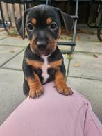 Jack russel pups  (nog 2 reutjes beschikbaar), Dieren en Toebehoren, Jack Russell Terriër, 8 tot 15 weken, Meerdere, Meerdere dieren