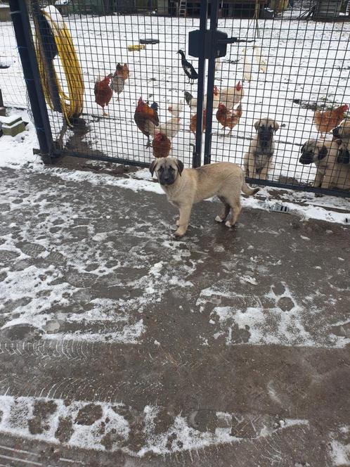 Kangal / Anatolische herder, Dieren en Toebehoren, Honden | Herdershonden en Veedrijvers, Meerdere dieren, Herder, Particulier