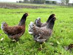 Barnevelder kippen Blauw dubbel gezoomd gesekst en ingeënt