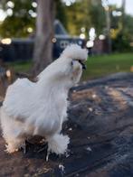 Zijdehoen Hen ongeveer 2,5 jaar oud., Dieren en Toebehoren, Pluimvee, Vrouwelijk, Kip