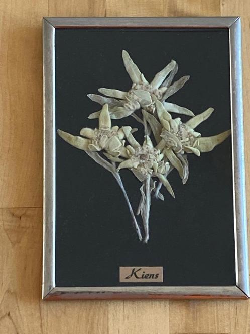 Antiek schilderijtje 4 gedroogde Edelweiss bloemen Kiens Zga, Huis en Inrichting, Woonaccessoires | Schilderijen, Tekeningen en Foto's