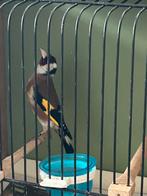 Bloem putter, Dieren en Toebehoren, Vogels | Overige Vogels, Mannelijk, Wildzangvogel, Geringd
