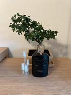 PDM Carlisle parfum sample/decant, Ophalen, Zo goed als nieuw