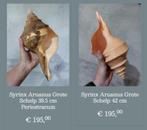 Grote schelp Syrinx rariteitenkabinet, Verzamelen, Mineralen en Fossielen, Ophalen of Verzenden, Schelp(en)