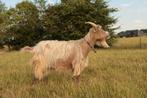 Landgeit, Dieren en Toebehoren, Schapen, Geiten en Varkens, Vrouwelijk, Geit