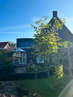 Walnotenboom, Tuin en Terras, Planten | Bomen, Ophalen of Verzenden, Overige soorten