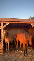 Stal /  pensionstal te huur of te koop gevraagd, Dieren en Toebehoren, Stalling en Weidegang, Stalling, 4 paarden of pony's of meer