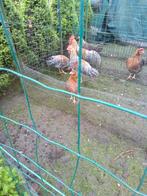 Grote leghorn koekoekpatrijs, Dieren en Toebehoren, Pluimvee, Mannelijk, Kip