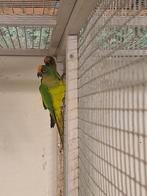 2 x Goudvoorhoofd aratinga poppen, Vrouwelijk, Parkiet, Geringd