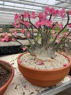 Caudex Adenium Arabicum XXL potmaat 50 cm, Huis en Inrichting, Kamerplanten, Overige soorten, Minder dan 100 cm, In pot, Bloeiende kamerplant