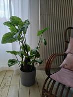 Grote kunstplant, Huis en Inrichting, Kamerplanten, Ophalen, Overige soorten, In pot, 100 tot 150 cm