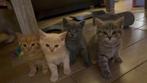Kittens kruising pers, Dieren en Toebehoren, Katten en Kittens | Raskatten | Langhaar, Kater, Ontwormd, 0 tot 2 jaar