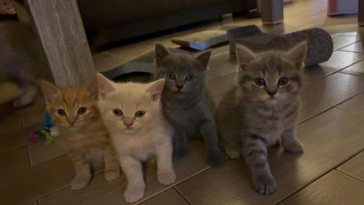 Kittens kruising pers, Dieren en Toebehoren, Katten en Kittens | Raskatten | Langhaar, Kater, 0 tot 2 jaar, Ontwormd, Ingeënt