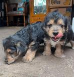 2 Puppies mini labradoodle mini jack Russel, Dieren en Toebehoren, Honden | Niet-rashonden, 8 tot 15 weken, CDV (hondenziekte)