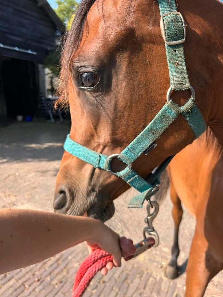 Arabisch volbloed hengstje, Dieren en Toebehoren, Paarden en Pony's | Dekhengsten en Fokmerries, Hengst