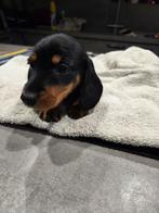 Teckel meisje zoekt een leuk baasje, Dieren en Toebehoren, Honden | Teckels en Dashonden, Kaninchen, CDV (hondenziekte), 8 tot 15 weken