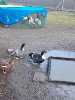 Broedeieren te koop kaapse eend of doksy, Geslacht onbekend, Kip