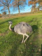 Mooie nandoe haan, Dieren en Toebehoren, Pluimvee, Mannelijk, Overige soorten
