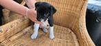 2 x pups kruising kooiker/ staford, 8 tot 15 weken, Meerdere, Meerdere dieren, Middel