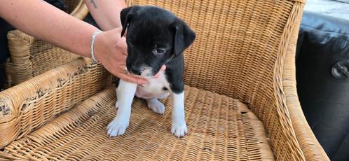 2 x pups kruising kooiker/ staford, Dieren en Toebehoren, Honden | Niet-rashonden, Middel, Meerdere dieren, Particulier, Meerdere