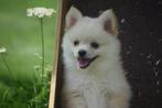 Keeshond,pomeriaan,dwergkees,spitz pup, Dieren en Toebehoren, Honden | Poolhonden, Keeshonden en Oertypen, 15 weken tot 1 jaar