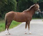 Lieve springpony, Dieren en Toebehoren, Pony's, Ruin, B pony (1.17m tot 1.27m), 7 tot 10 jaar