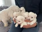 BICHON, Rabiës (hondsdolheid), Overige rassen, 8 tot 15 weken, Meerdere dieren