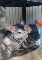 Chinchilla’s. Gratis, Dieren en Toebehoren, Knaagdieren, Meerdere dieren, Chinchilla, Voor 1 juli 2024, Tam