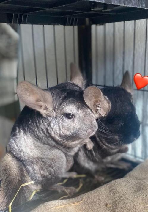 Chinchilla’s. Gratis, Dieren en Toebehoren, Knaagdieren, Meerdere dieren, Chinchilla, Voor 1 juli 2024, Tam