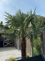 Mooie grote palmbomen, Tuin en Terras, Planten | Bomen, Volle zon, Ophalen, Palmboom, 100 tot 250 cm