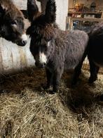 Lieve mini ezel, Dieren en Toebehoren, Juli, Vrouwelijk