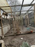 Trio goudfazanten, Dieren en Toebehoren, Pluimvee, Meerdere dieren, Kip