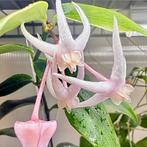 Hoya acuminata, Huis en Inrichting, Kamerplanten, Overige soorten, In pot, Minder dan 100 cm, Bloeiende kamerplant