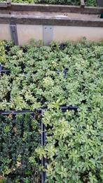 Pachysandra bont, Ophalen, Eenjarig, Groenteplanten, Volle zon