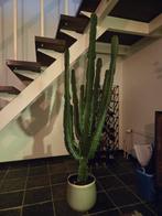 Grote Euphorbia cactus - 160cm, Ophalen, Cactus, Volle zon, 150 tot 200 cm