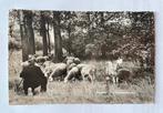 Bergeijk De Schaapsherder, Verzamelen, Ophalen of Verzenden, 1940 tot 1960, Gelopen, Noord-Brabant