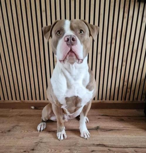 American bully XL met ABKC te koop of dekreu, Dieren en Toebehoren, Honden | Bulldogs, Pinschers en Molossers, Reu, Overige rassen