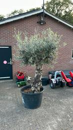 Olijfboom, Tuin en Terras, Planten | Bomen, Bloeit niet, 100 tot 250 cm, Olijfboom, Ophalen
