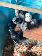 Te koop zeidehoen x onbekend kuikens, Dieren en Toebehoren, Pluimvee, Geslacht onbekend, Kip
