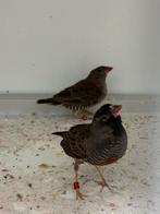 Patrijsastrild - Ortygospiza atricollis, Meerdere dieren, Tropenvogel, Geringd