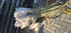 Pampas pluimen, Huis en Inrichting, Woonaccessoires | Droogbloemen, Ophalen, Zo goed als nieuw
