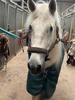 Op zoek naar leuk plekje ouder paard