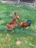 Broedeieren new hampshire kriel, Dieren en Toebehoren, Pluimvee, Geslacht onbekend, Kip