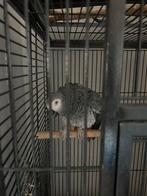 Grijze Roodstaartpapegaai, Dieren en Toebehoren, Vogels | Parkieten en Papegaaien, Mannelijk, Papegaai, Tam