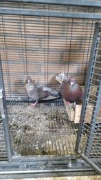 Koppel takla duiven, Dieren en Toebehoren, Vogels | Duiven, Meerdere dieren, Overige soorten