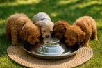 Nieuwe RVS puppyschaal – ideaal voor een nestje pups, Ophalen of Verzenden