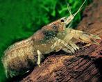 Cambarellus diminutus, Slak of Weekdier