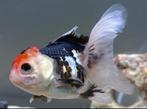 Oranda fish ( female ), Vis