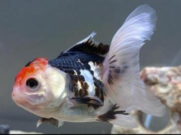 Oranda fish ( female ) beschikbaar voor biedingen